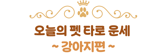 오늘의 펫 타로 운세 ~강아지편~