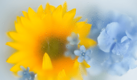 앞으로 일어날 운명의 새로운 전개, 기적이 일어날까