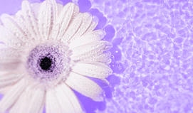 내게 다정한 건 날 좋아해서일까? 진심과 가식 사이