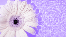 내게 다정한 건 날 좋아해서일까? 진심과 가식 사이